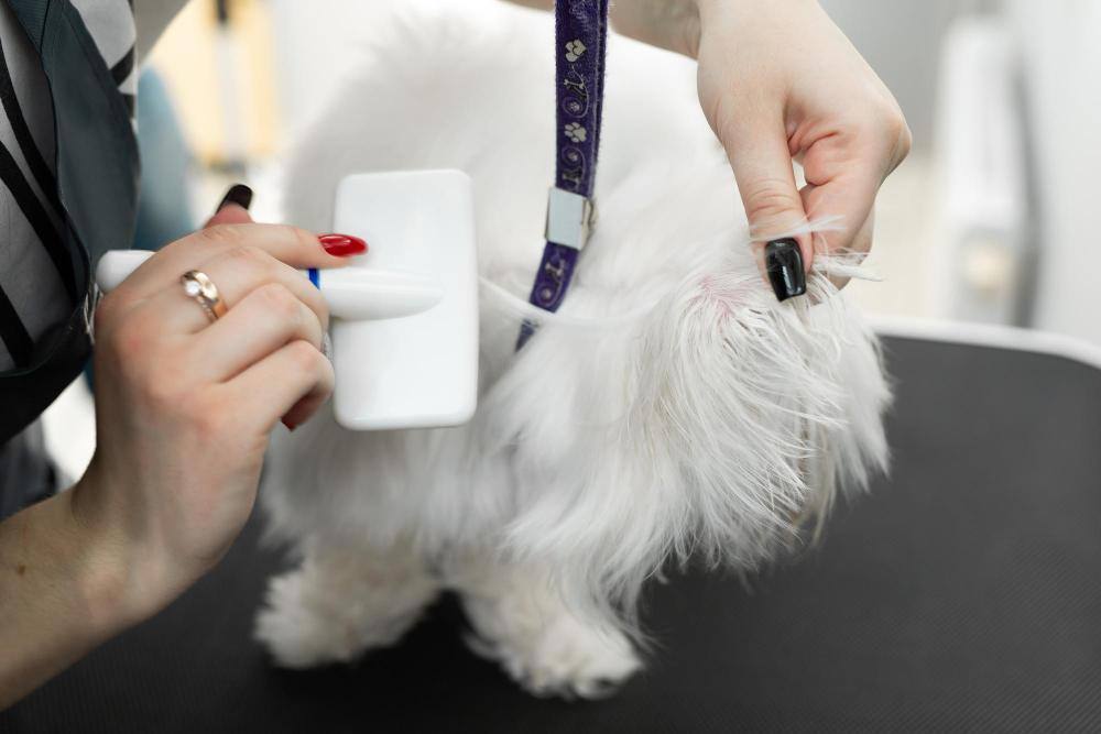 خدمات العناية الصحية الفاخرة بالحيوانات الأليفة من  Mibzaro 